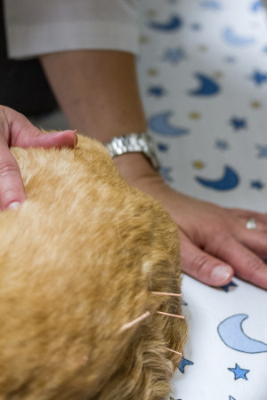 Veterinary acupuncture Walnut Creek