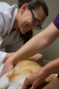 walnut creek canine acupuncture