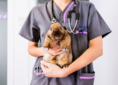 Rabbit exotic pet check up