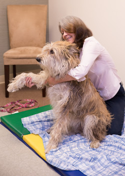 walnut creek veterinary chiropractic