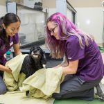 Canine Rehab Drying Off Walnut Creek