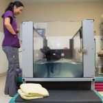 Canine Rehab Tank Walnut Creek