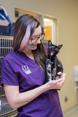 cat veterinarian walnut creek