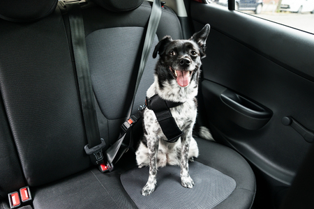 Dog buckled in car: pet owner tips