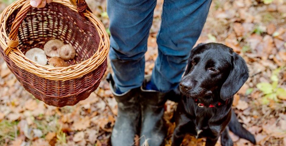 Protect your pet from toxic mushrooms