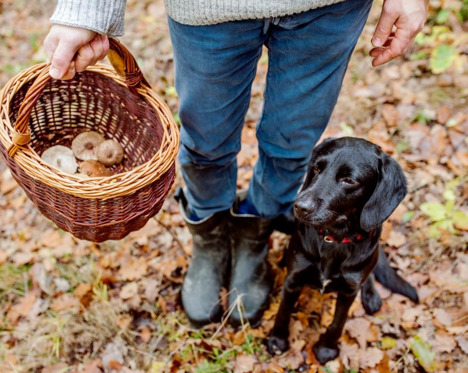 Protect your pet from toxic mushrooms