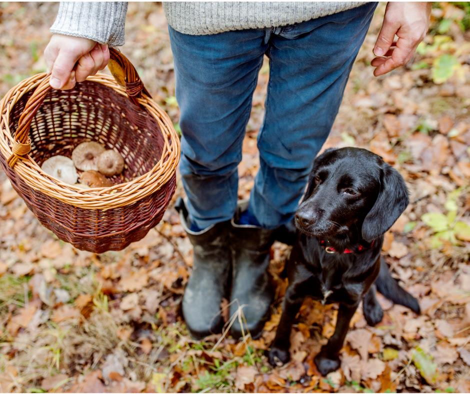 Protect your pet from toxic mushrooms