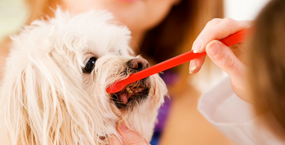 do you really need to get your dogs teeth cleaned