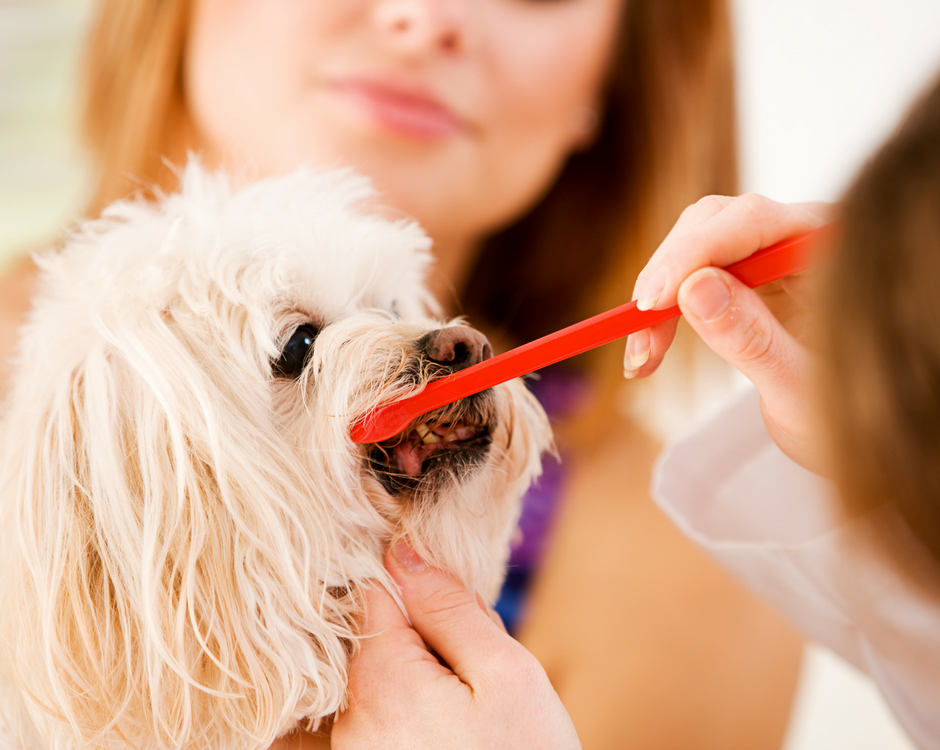 Pet Dental Health