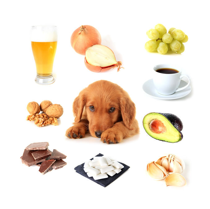 Pet Poisons – Protecting Your Pet from Toxic Substances