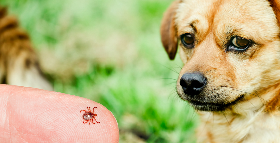 Tick Prevention is Crucial