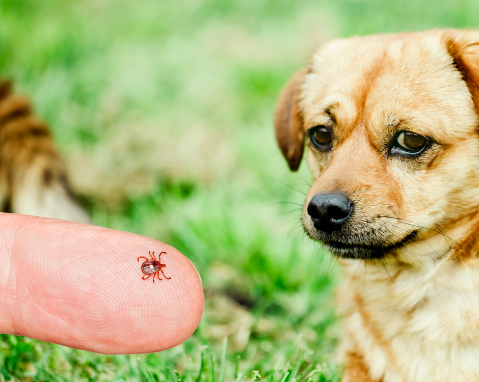 Tick Prevention is Crucial