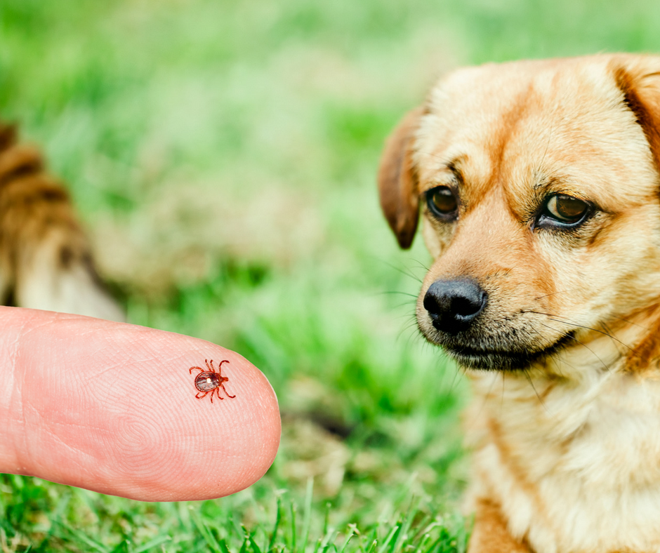 Tick Prevention is Crucial