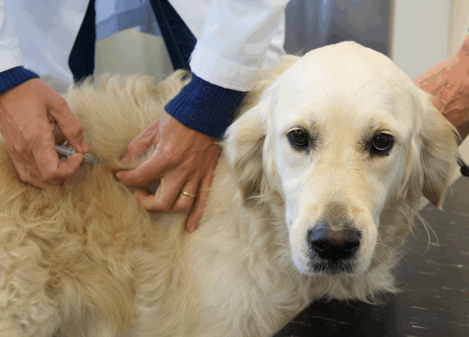 Leptospirosis: Keep Your Dog Safe This Summer
