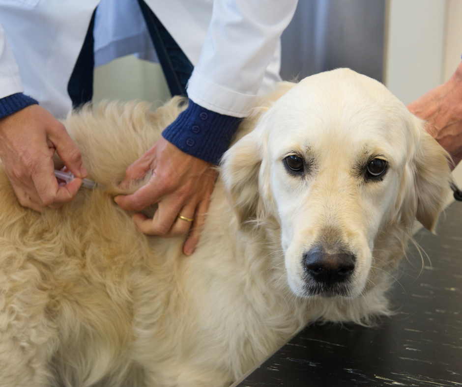 how do they test for leptospirosis in dogs