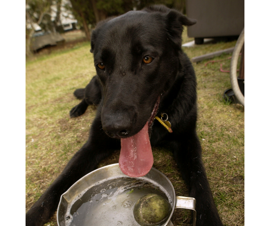 Heat Stress in Pets Image