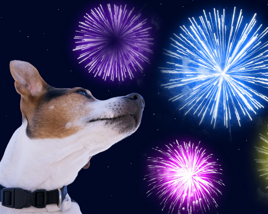 Pet Fireworks Fear