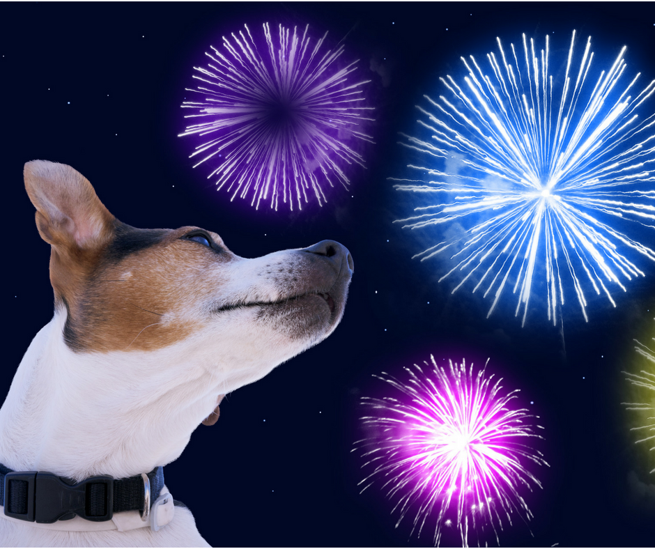 Pet Fireworks Fear