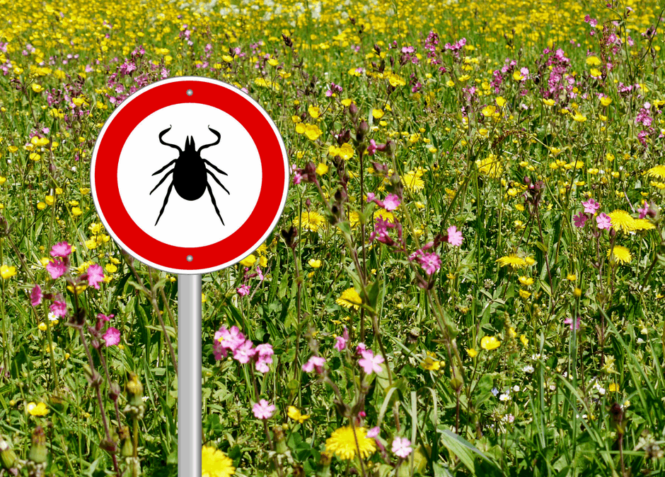 Ticks: Frequently Asked Questions