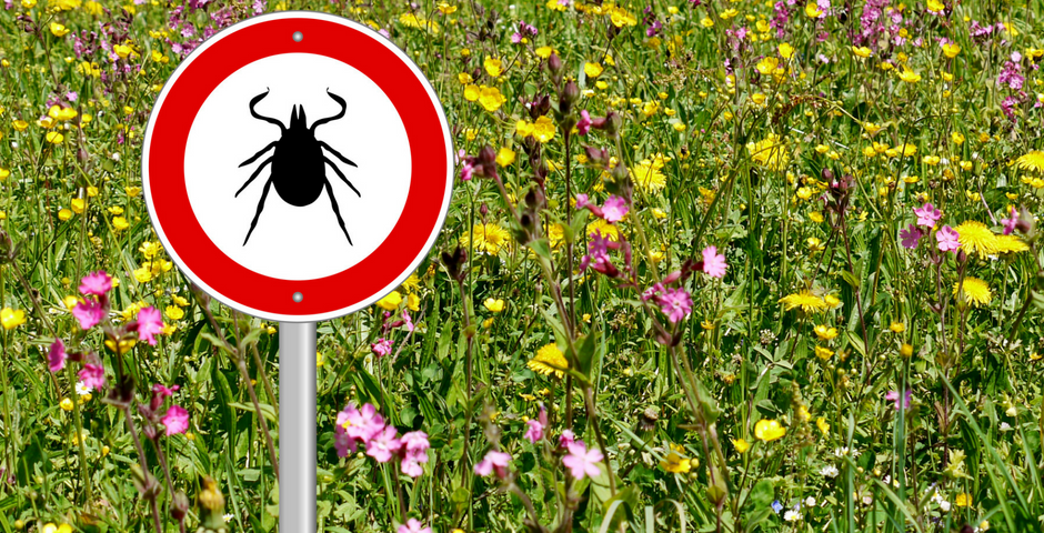 Ticks Frequently Asked Questions