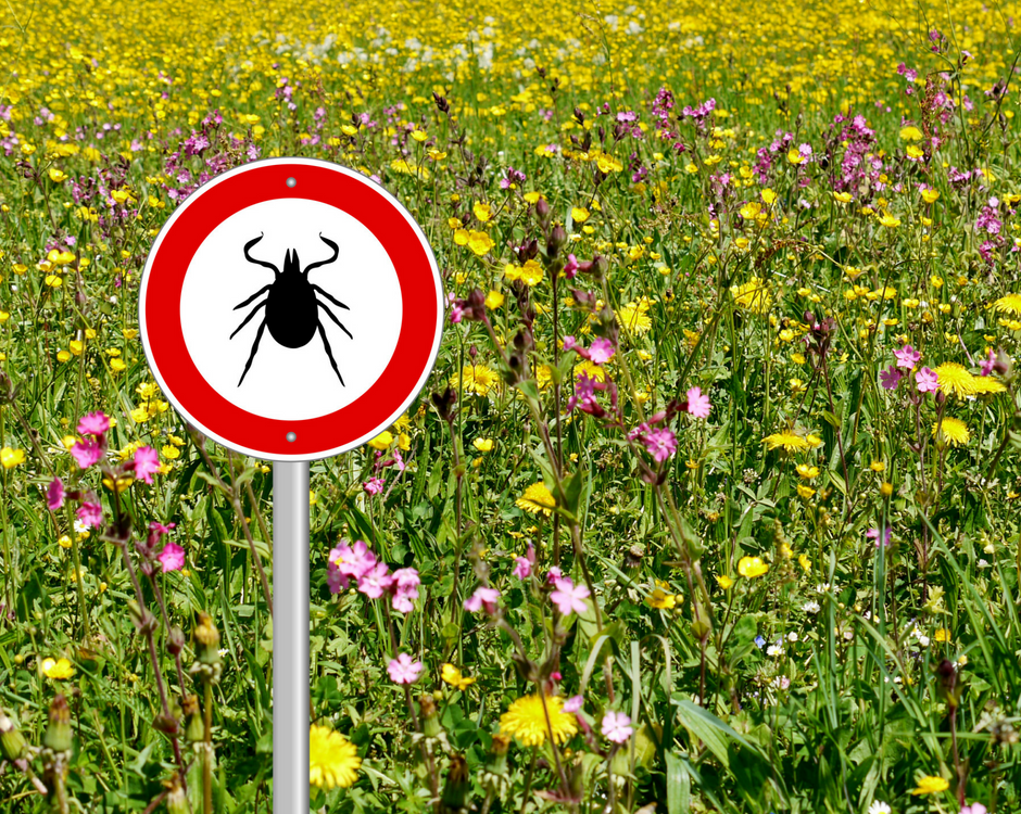 Ticks Frequently Asked Questions