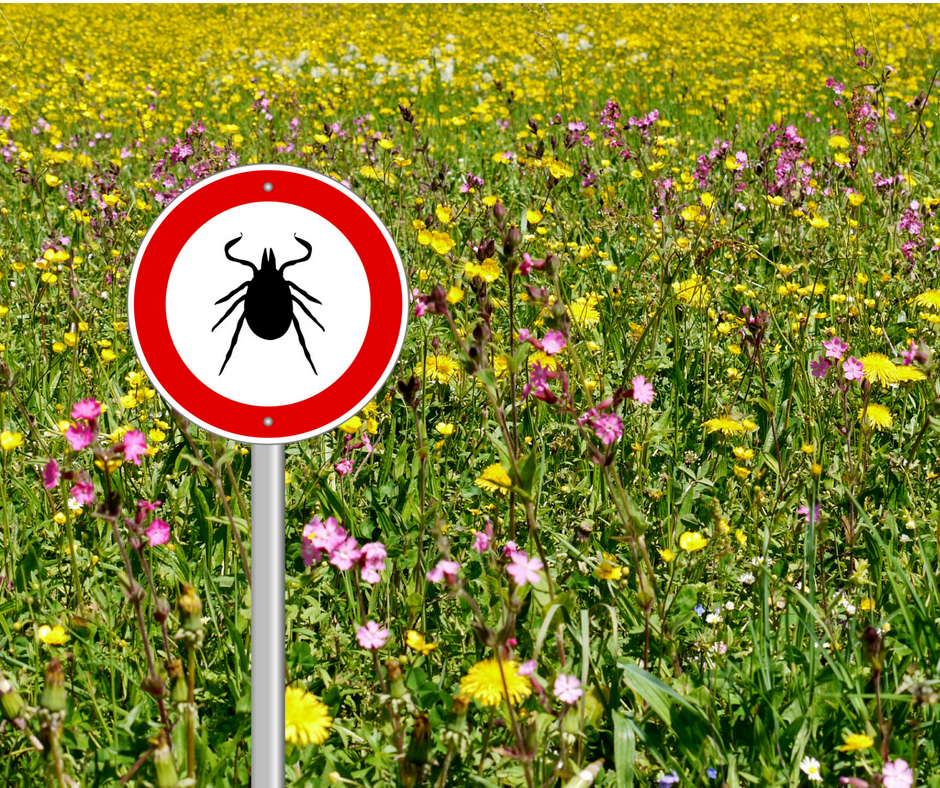 Ticks Frequently Asked Questions