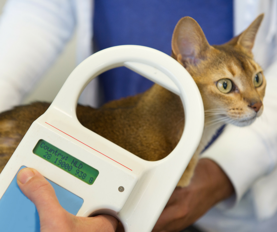 Should You Microchip Your Pet? Muller Veterinary Hospital