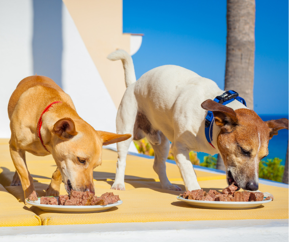 grain free diet for dogs Muller Veterinary Hospital