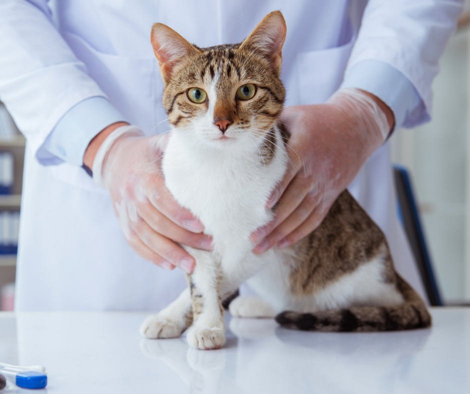 Cats need regular check ups Muller Veterinary Hospital