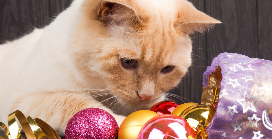 Cat Safety This Holiday