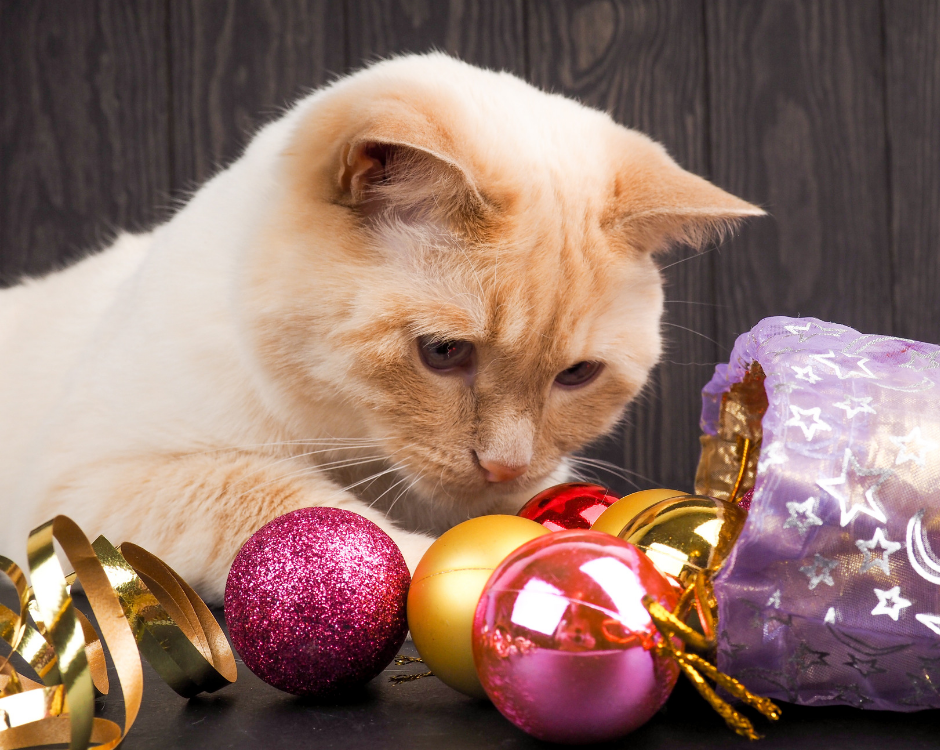 Cat Safety This Holiday