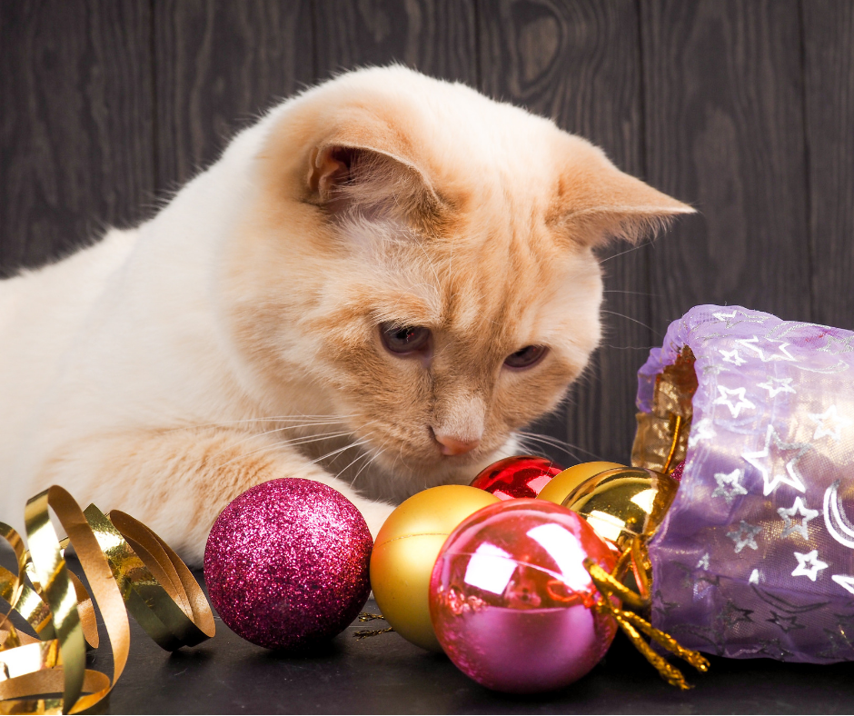 Cat Safety This Holiday