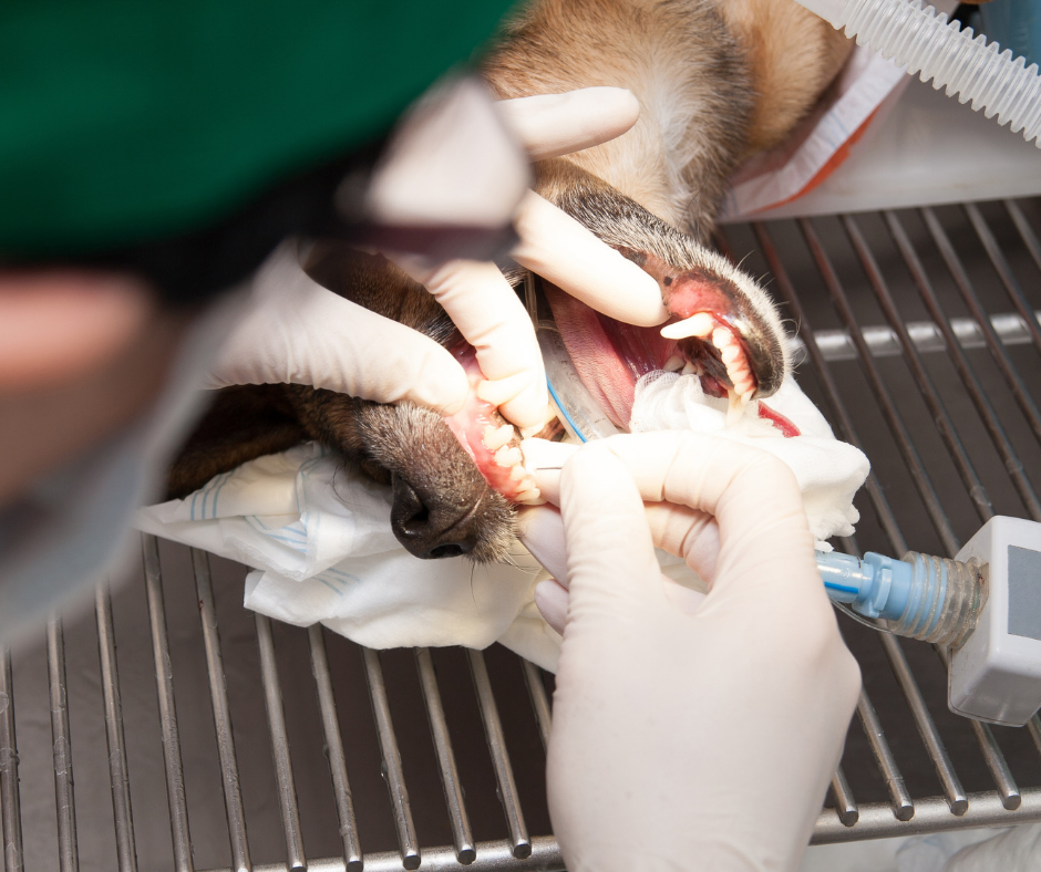 Pet_Professional_Dental_Cleaning Muller Veterinary Hospital
