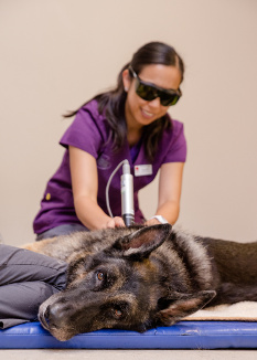 Pet laser therapy