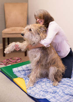 Walnut Creek Veterinary Chiropractor