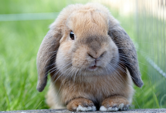 Rabbit Hemorrhagic Disease Virus
